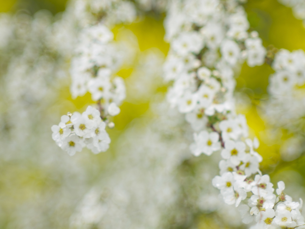 White ＆ Yellow