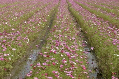 晩秋華やか１