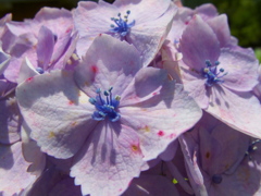 花影