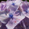 花影