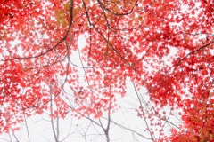 冬紅葉３