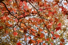 紅葉開始