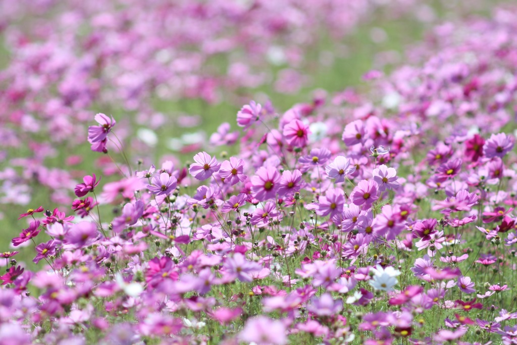 花踊る