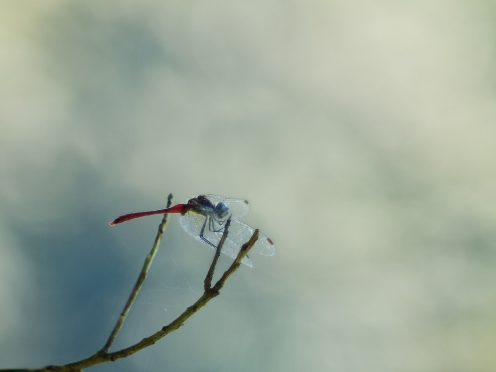 寒空
