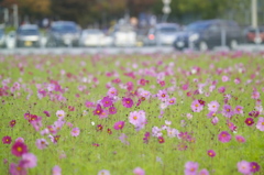 花の時間