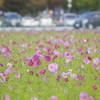 花の時間