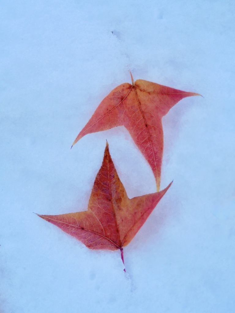 雪の中の色