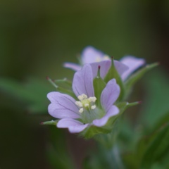 小さな花の声