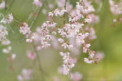 花の宴