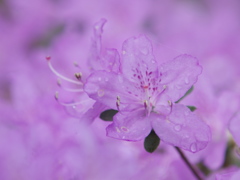 雨染まる