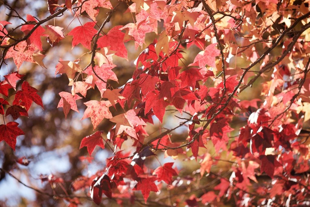 紅葉時間