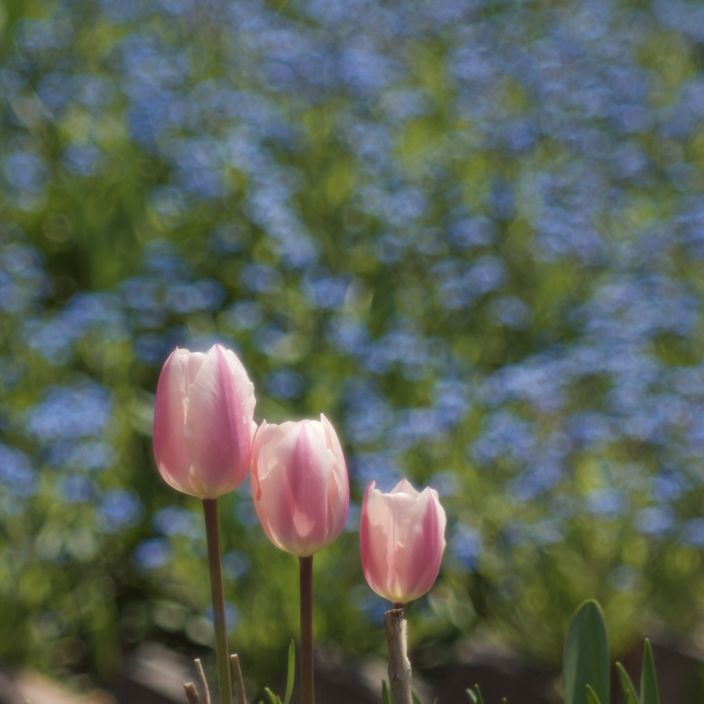 花の庭４