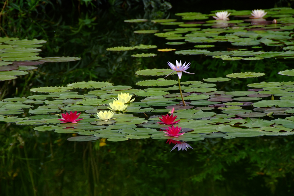 花の会話