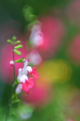 花夢　Ⅰ