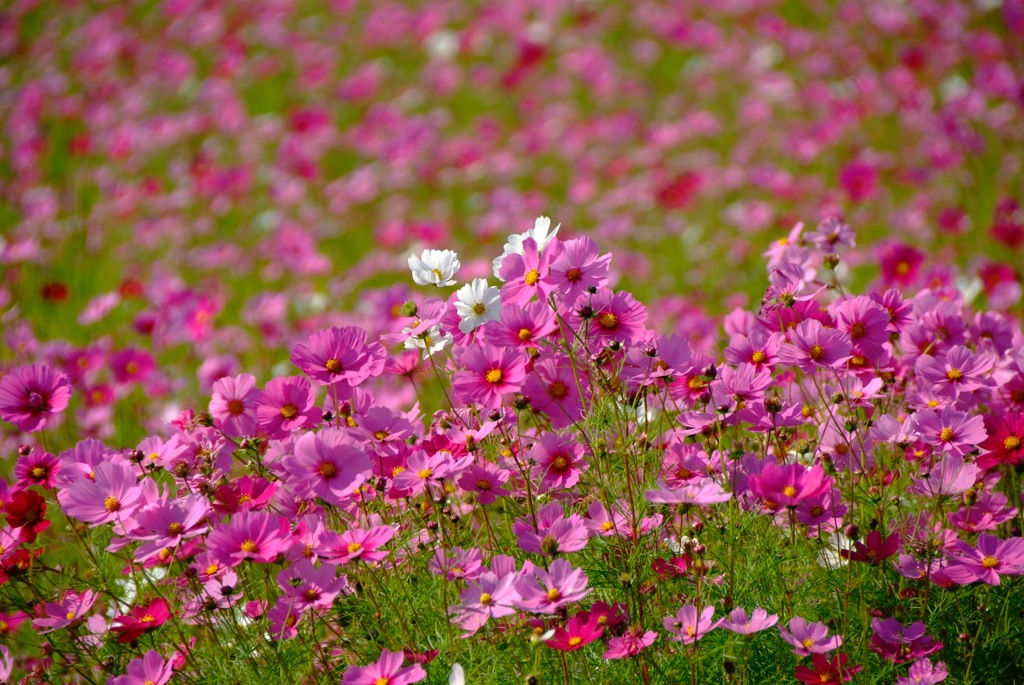 Flower Talking