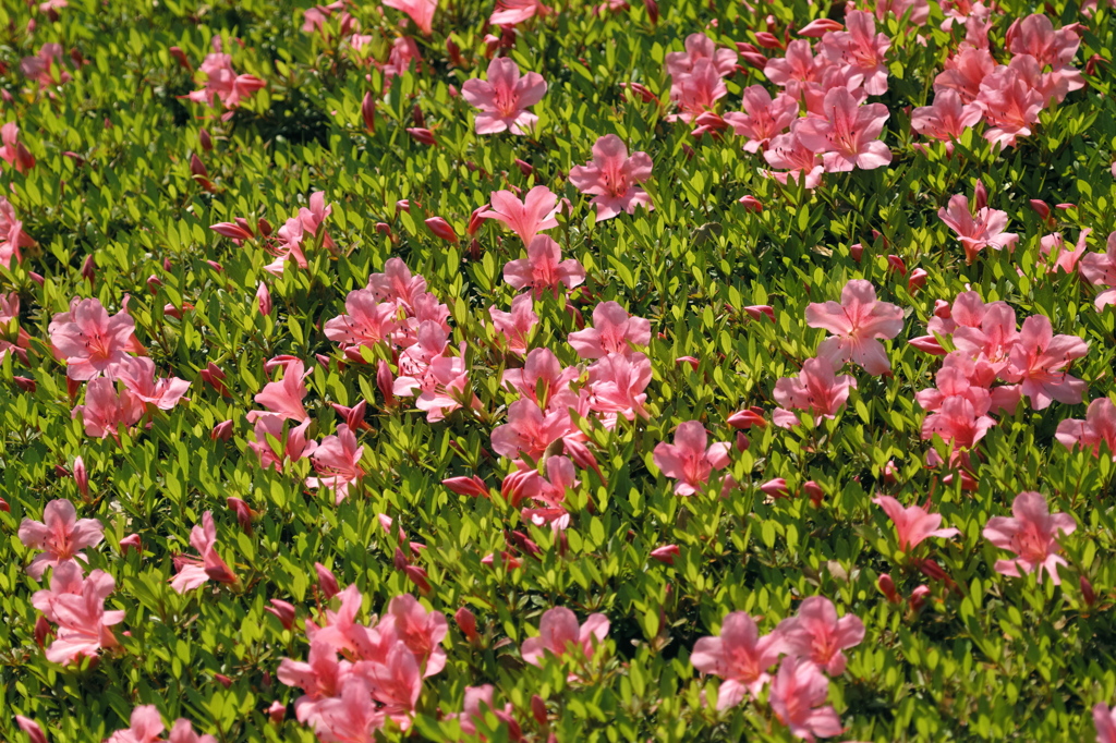 花と若葉