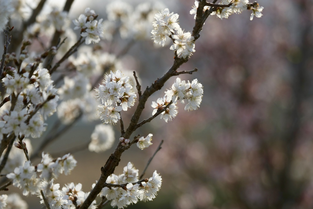 花のリレー　２