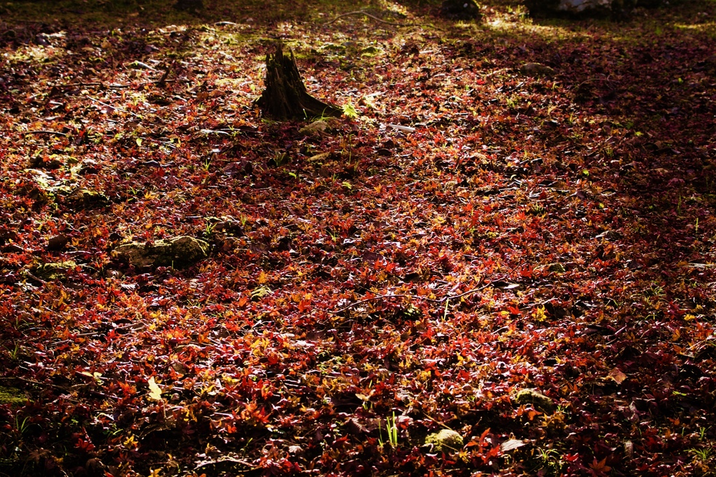 紅葉の余韻