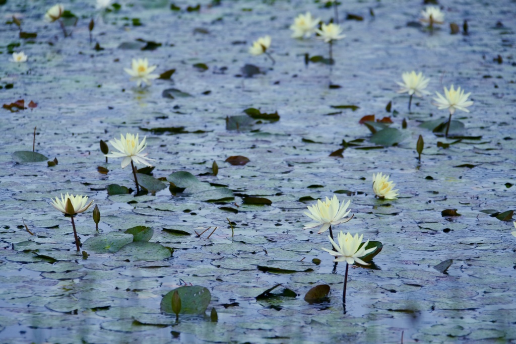雨日