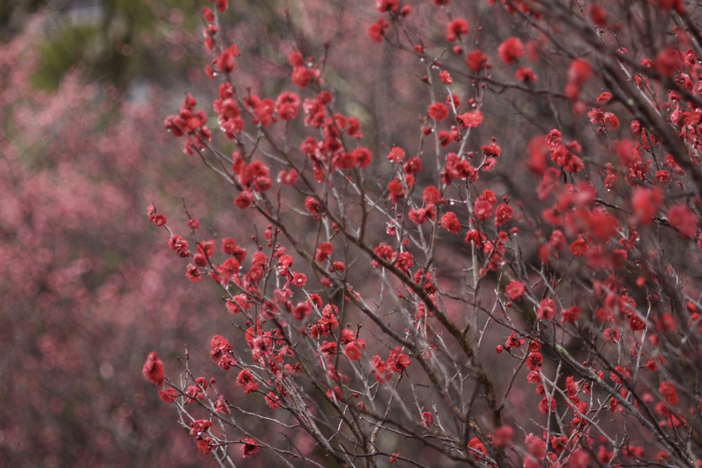 花の季節