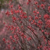 花の季節