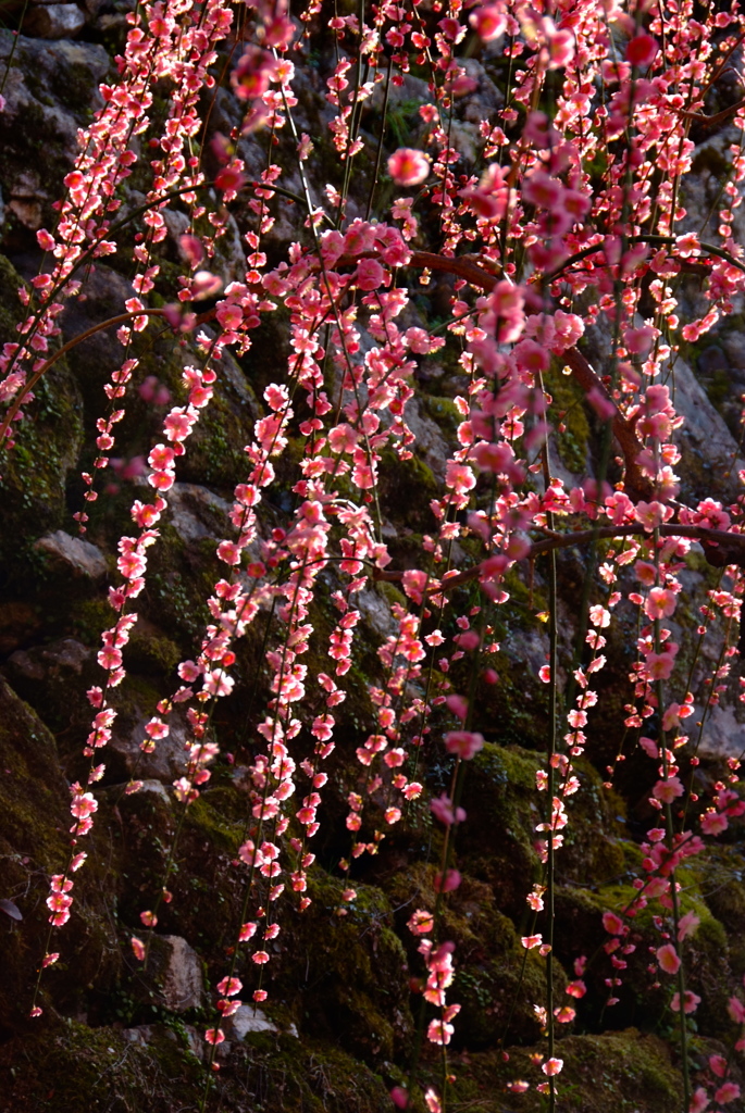 花の滝