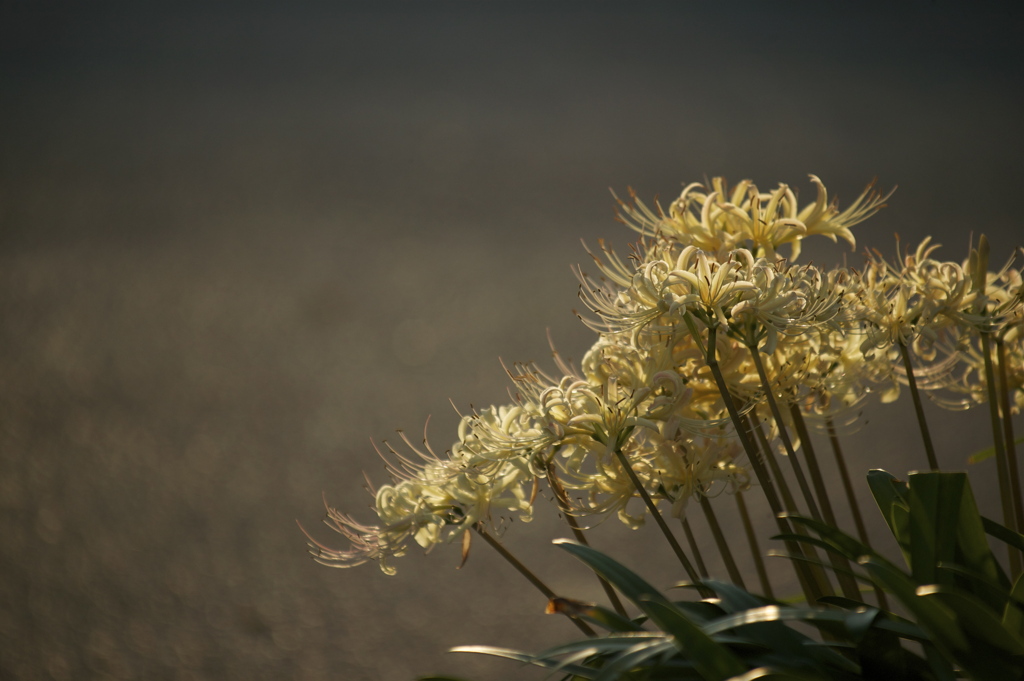 毎日が新鮮な秋
