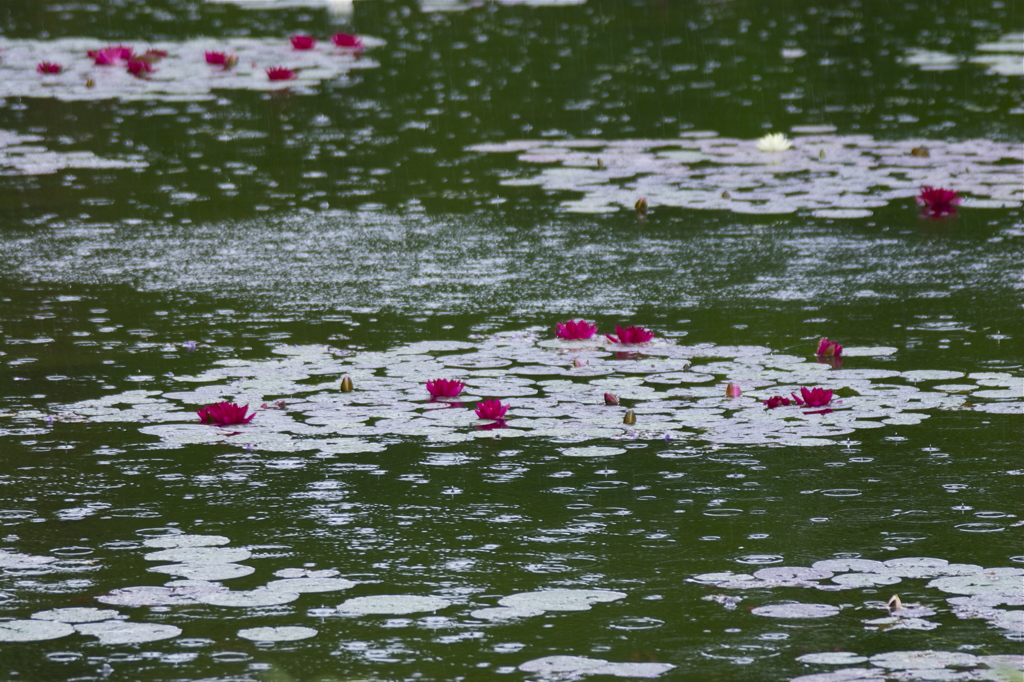 雨の印象