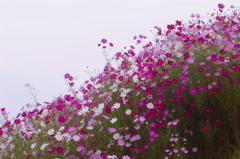 花飾り