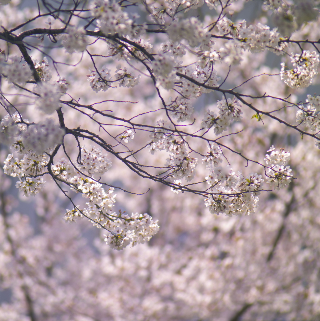 桜色