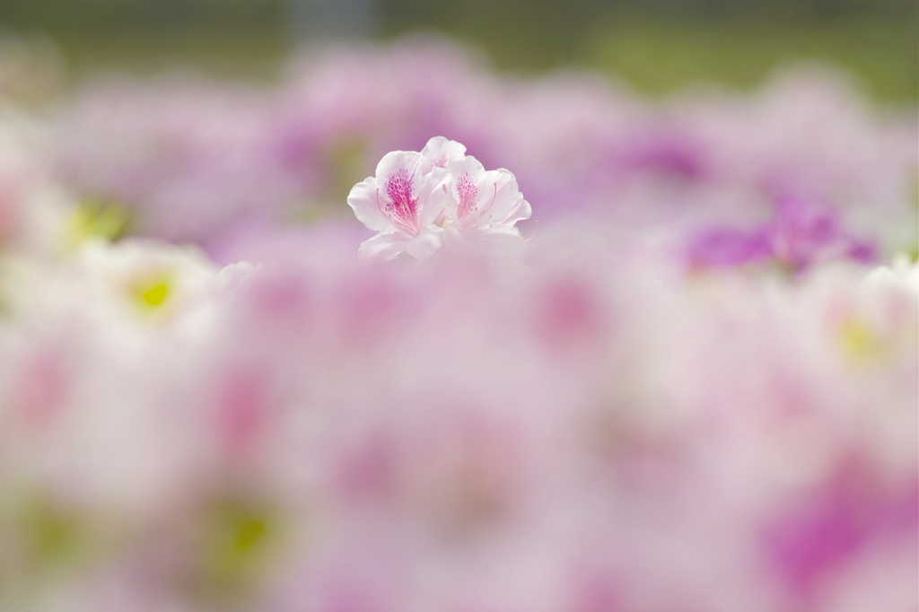 花色の雲に飛行船