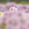 花色の雲に飛行船