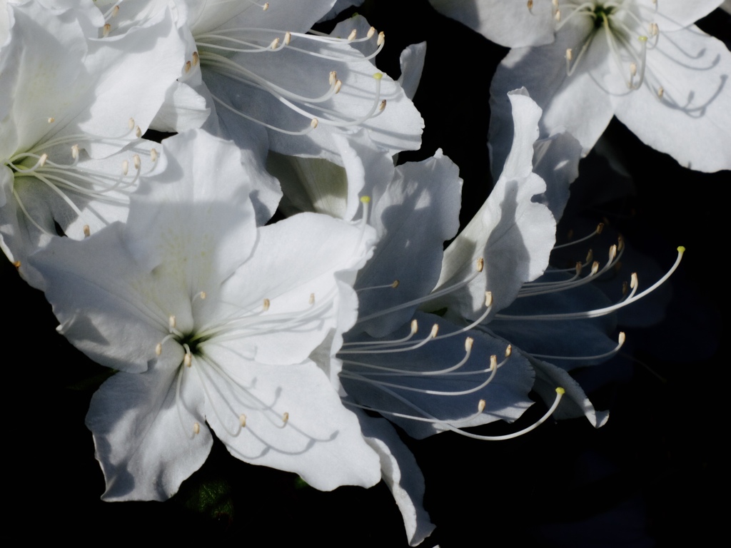 MAY WHITE 1