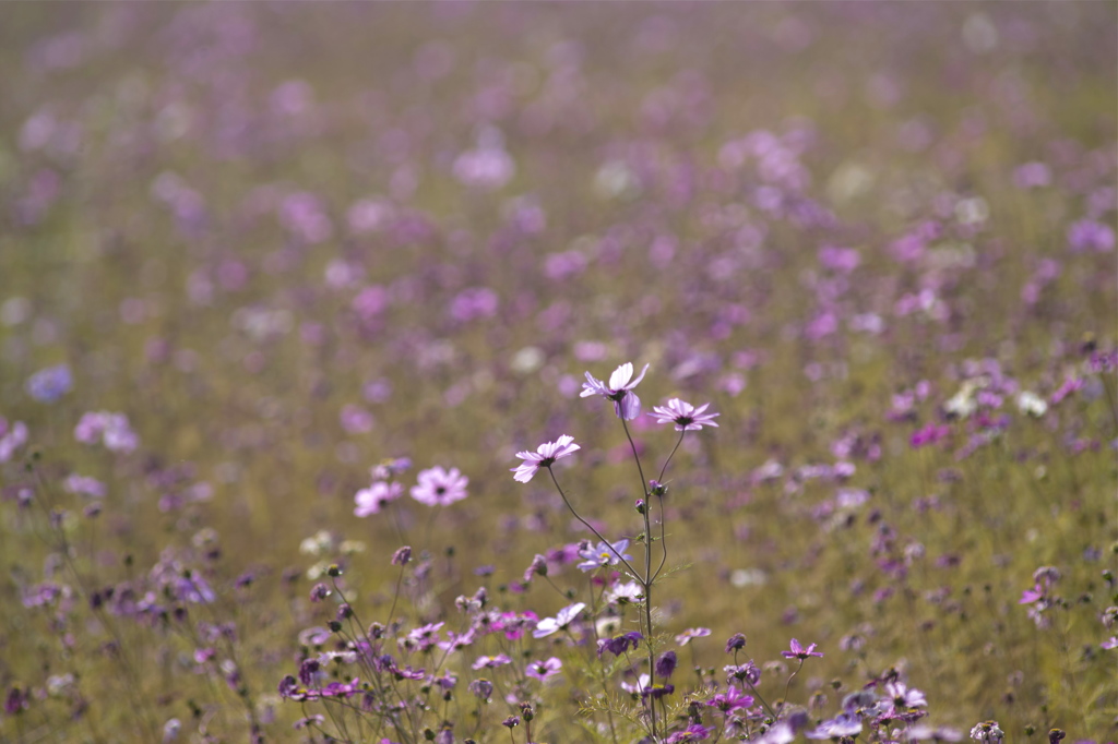 残り花