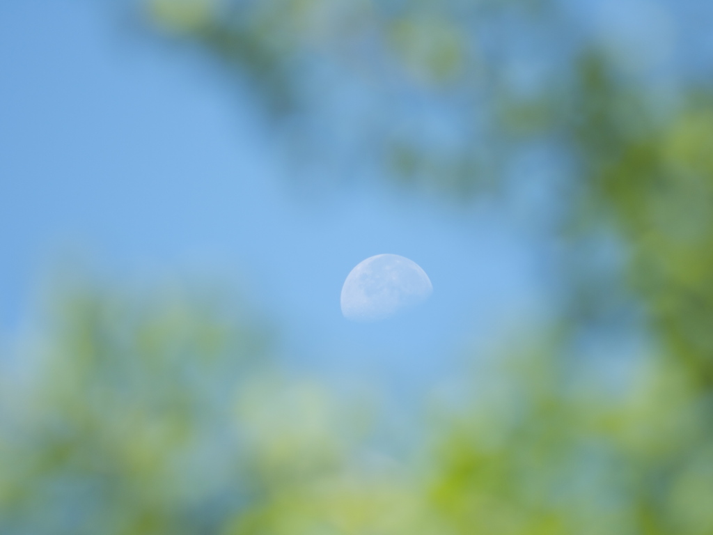 おはようの月