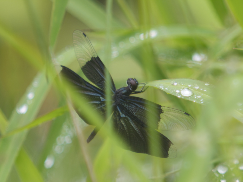 緑雨