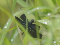 緑雨