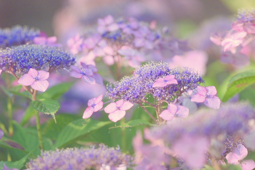 紫陽花STEP