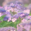紫陽花STEP