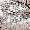 桜舞う