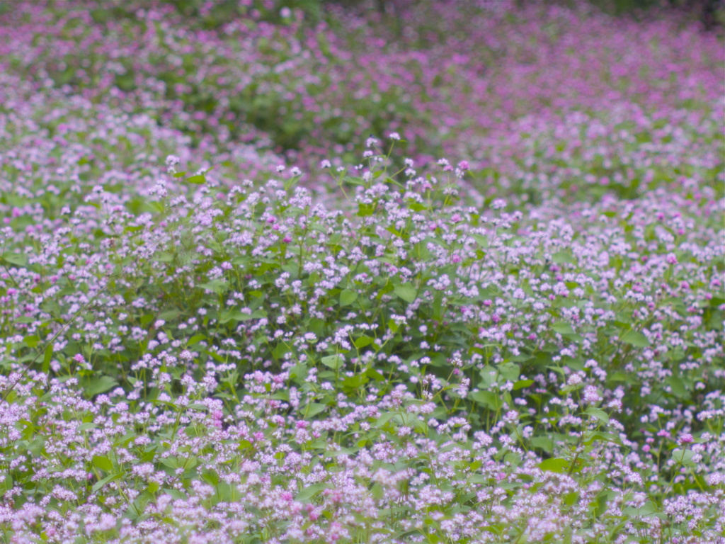 花の洪水