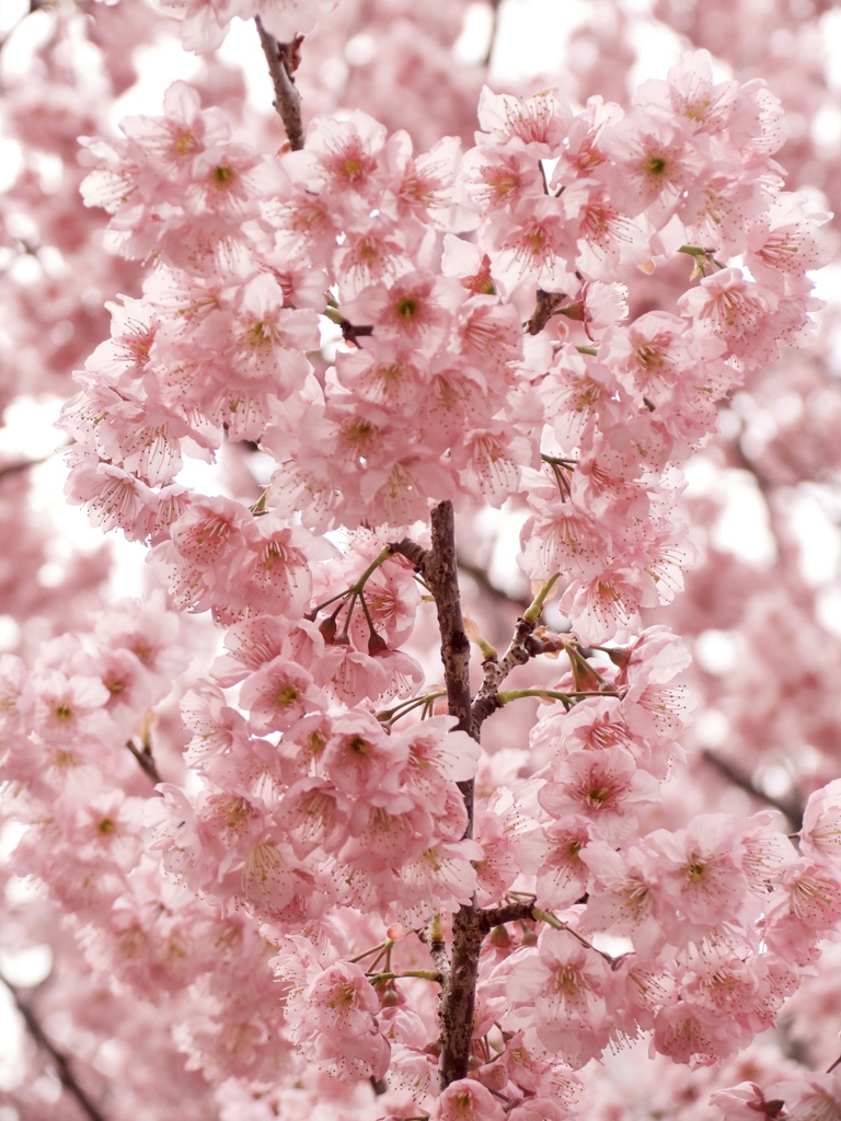 桜色のどか