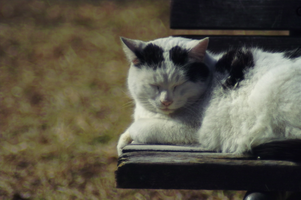 時の猫