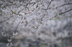 白雨