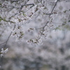 白雨