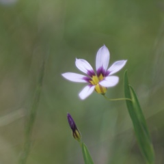 小さな花の声１