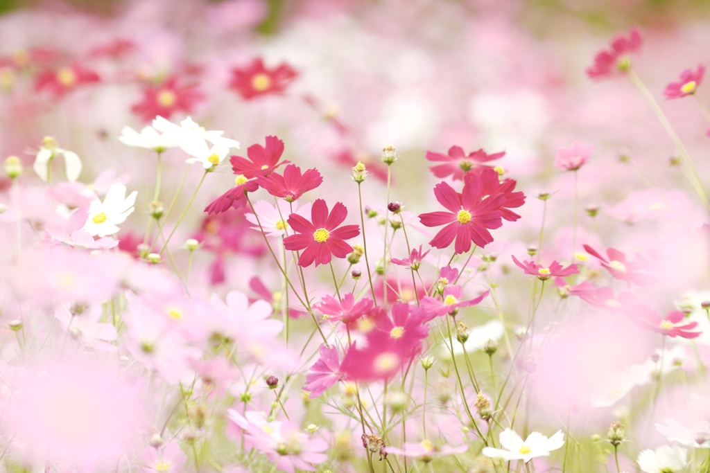 花話　４