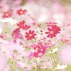 花話　４