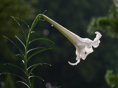 山里の朝