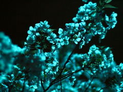 青灯桜